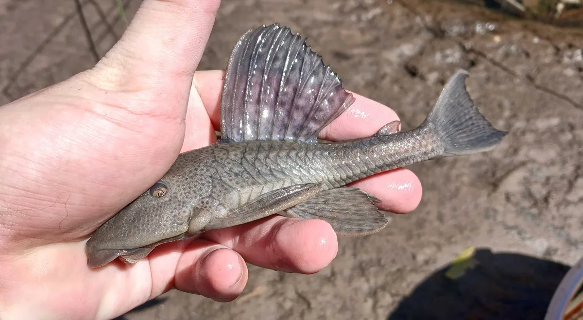 Miniatura: Hypostomus (Hypostomus spp.)