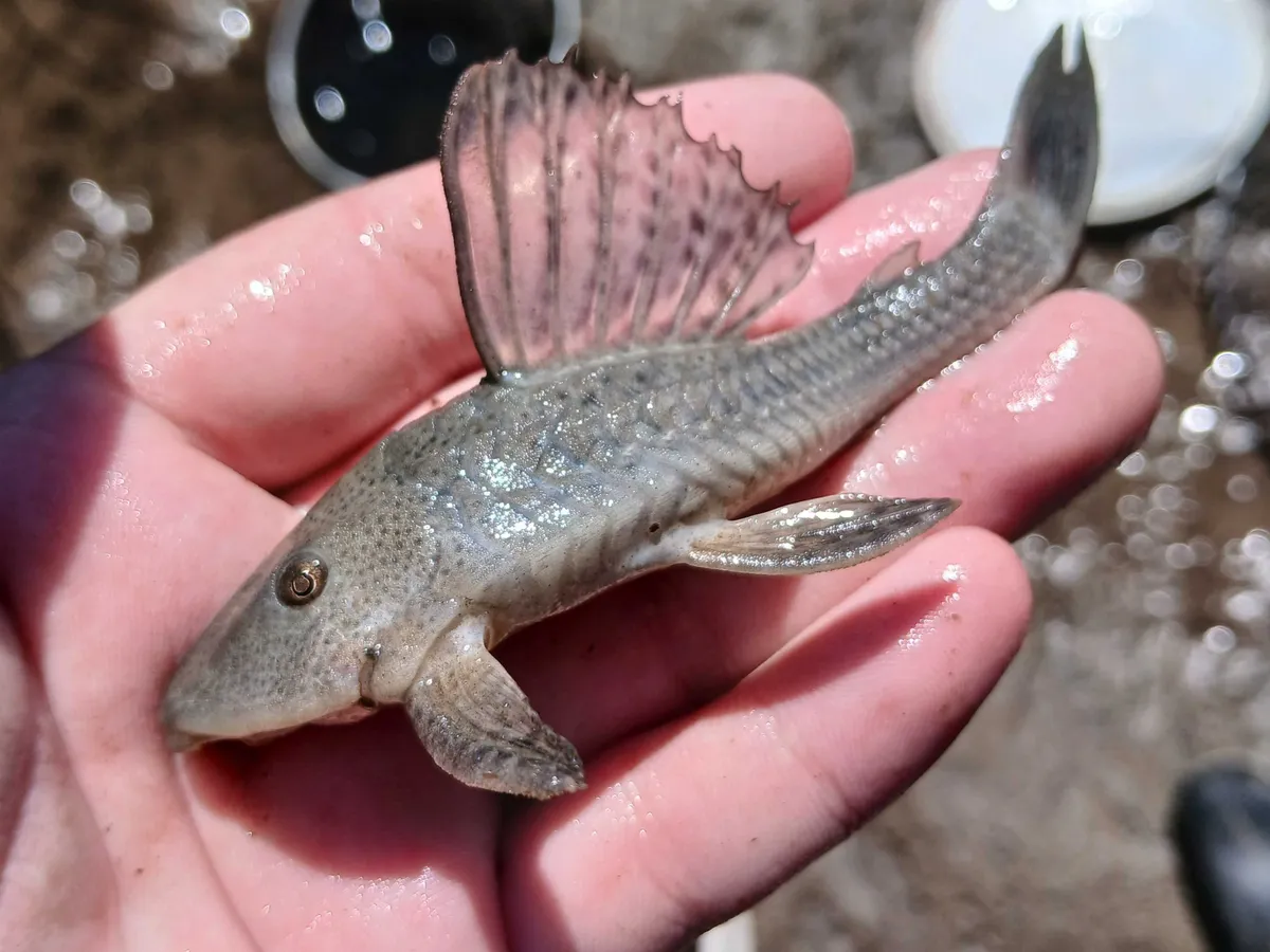 Miniatura: Hypostomus (Hypostomus spp.)