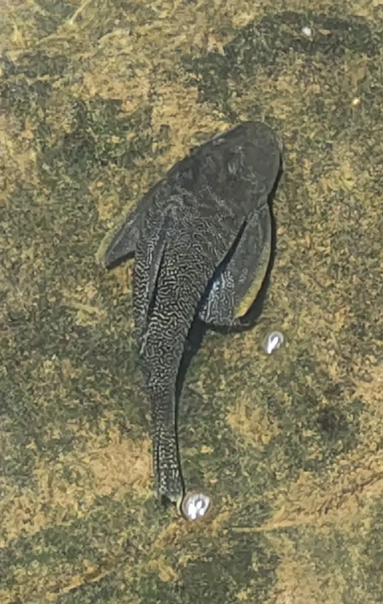 Miniatura: Hypostomus (Hypostomus spp.)