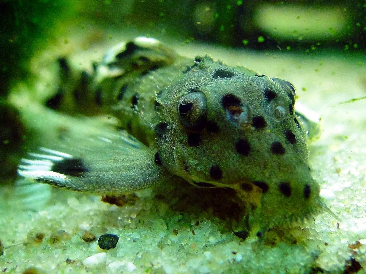 Miniatura: Leporacanthicus (Leporacanthicus spp.)
