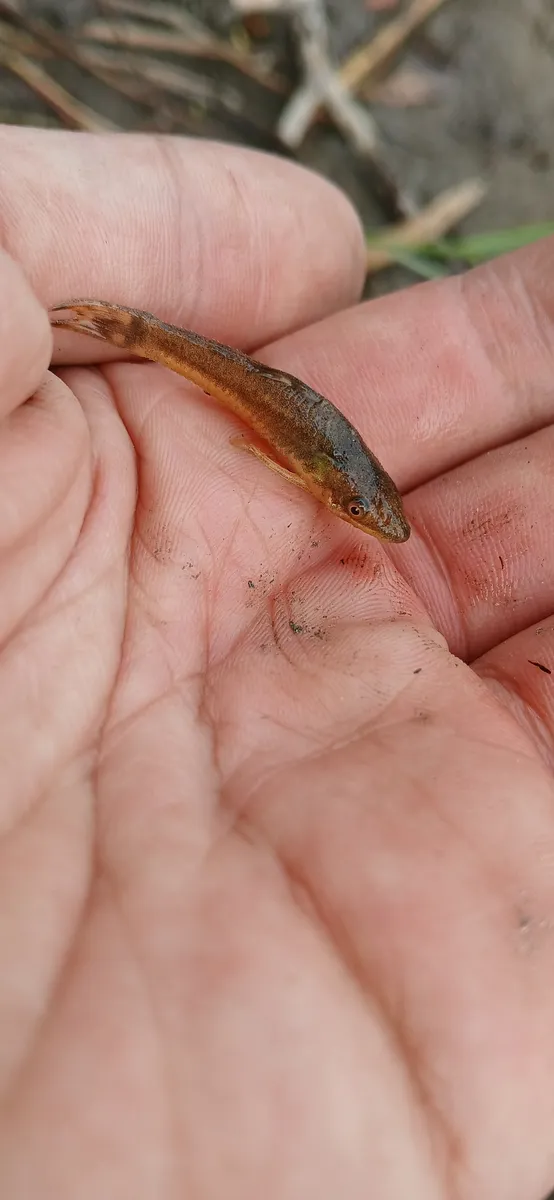 Otocinclus (Otocinclus spp.)