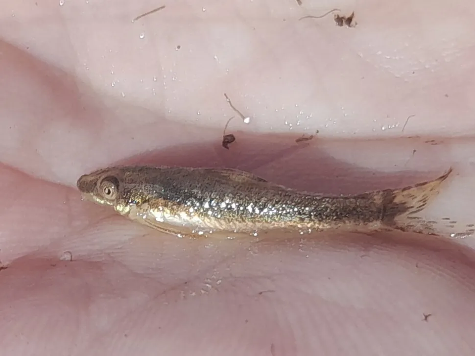 Miniatura: Otocinclus (Otocinclus spp.)