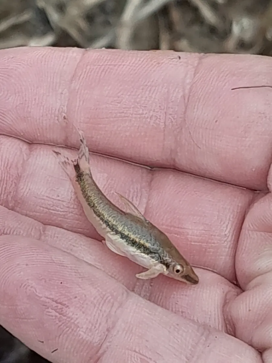 Miniatura: Otocinclus (Otocinclus spp.)