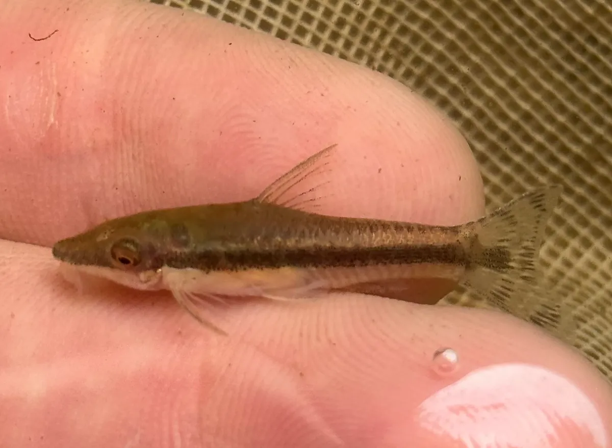 Miniatura: Otocinclus (Otocinclus spp.)