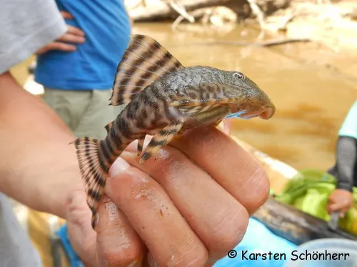Panaqolus (Panaqolus spp.)