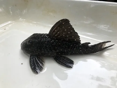 Miniatura: Panaqolus (Panaqolus spp.)