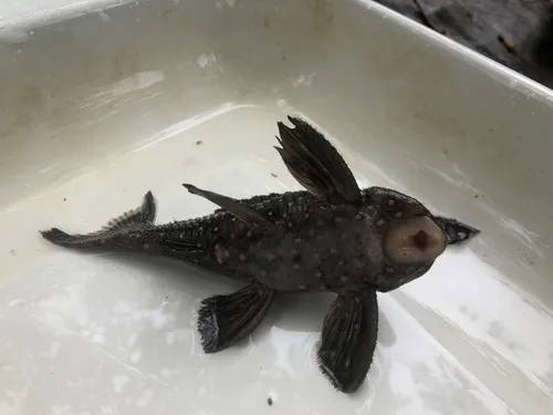 Miniatura: Panaqolus (Panaqolus spp.)