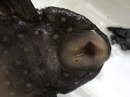 Miniatura: Panaqolus (Panaqolus spp.)
