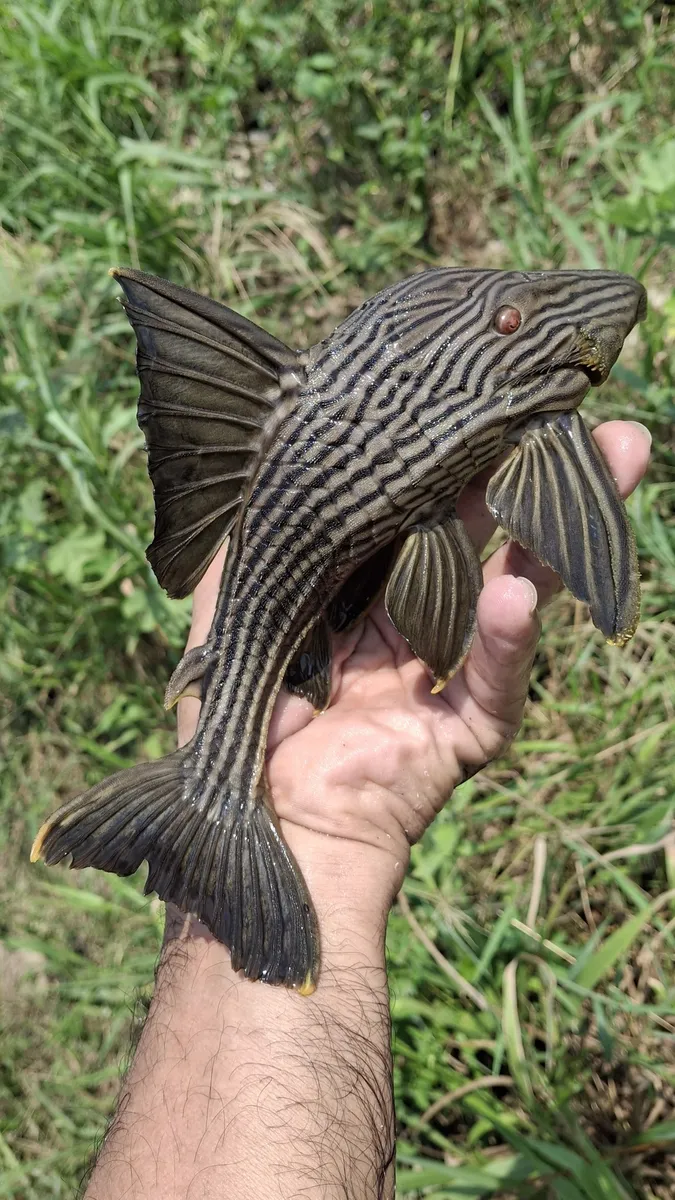 Panaque (Panaque spp.)