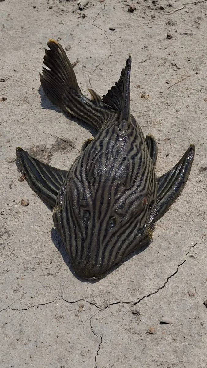 Miniatura: Panaque (Panaque spp.)