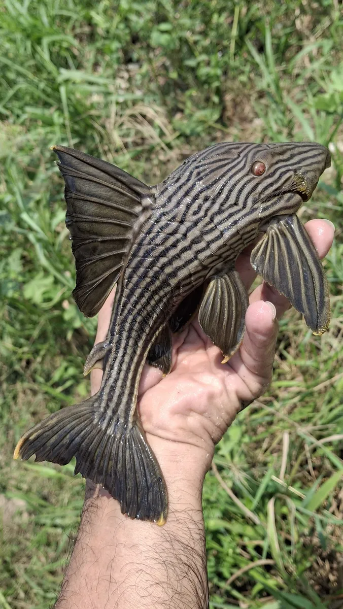 Miniatura: Panaque (Panaque spp.)