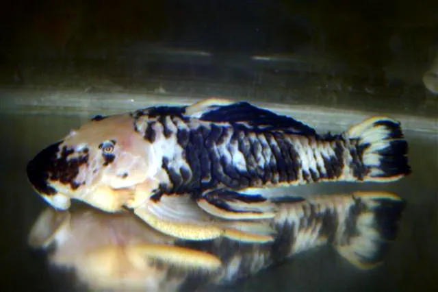 Miniatura: Parancistrus (Parancistrus spp.)
