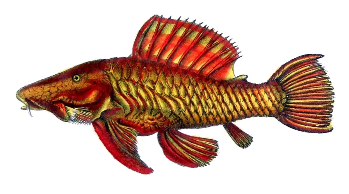 Miniatura: Parancistrus (Parancistrus spp.)