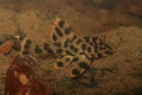 Peckoltia (Peckoltia spp.)