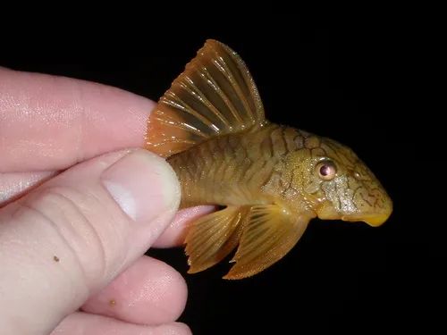 Miniatura: Peckoltia (Peckoltia spp.)