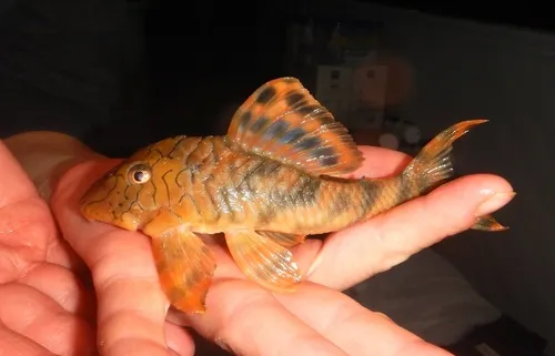 Miniatura: Peckoltia (Peckoltia spp.)