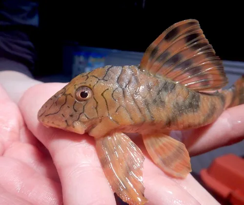 Miniatura: Peckoltia (Peckoltia spp.)