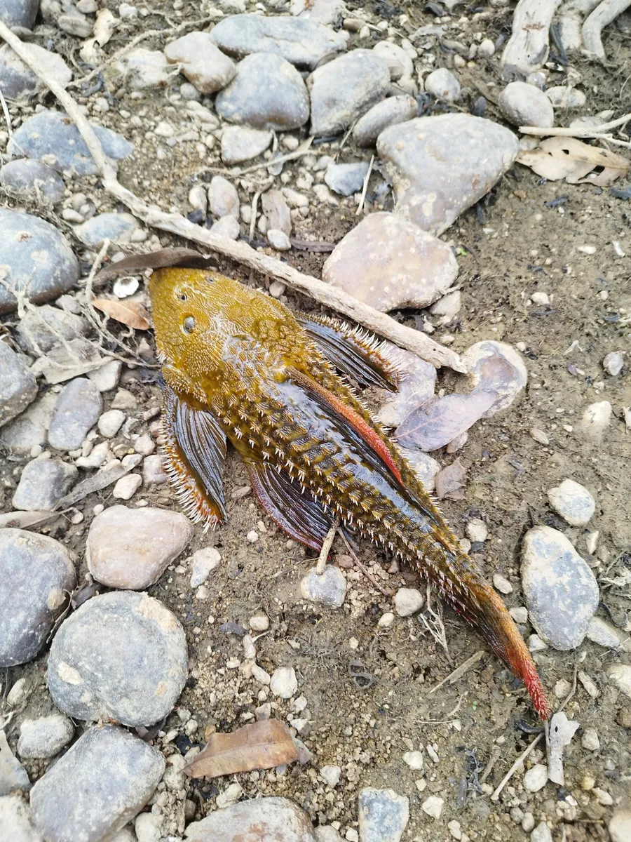 Pseudacanthicus (Pseudacanthicus spp.)