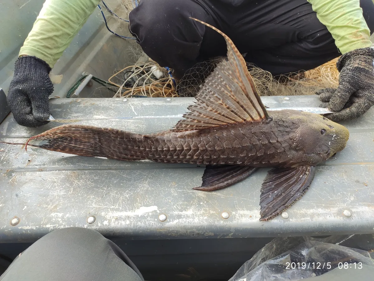 Miniatura: Pseudacanthicus (Pseudacanthicus spp.)