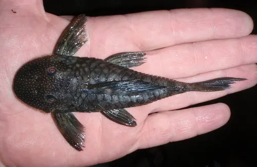 Pseudancistrus (Pseudancistrus spp.)