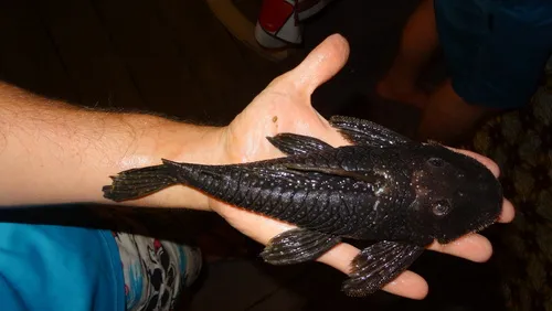Miniatura: Pseudancistrus (Pseudancistrus spp.)