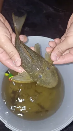 Miniatura: Pseudancistrus (Pseudancistrus spp.)