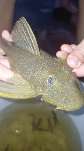 Miniatura: Pseudancistrus (Pseudancistrus spp.)