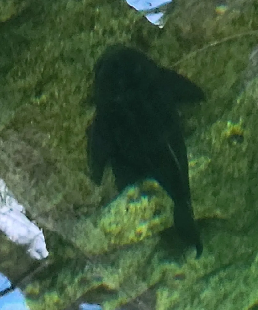 Pterygoplichthys (Pterygoplichthys spp.)