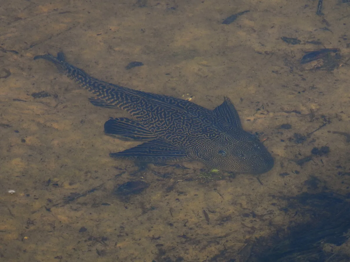 Miniatura: Pterygoplichthys (Pterygoplichthys spp.)