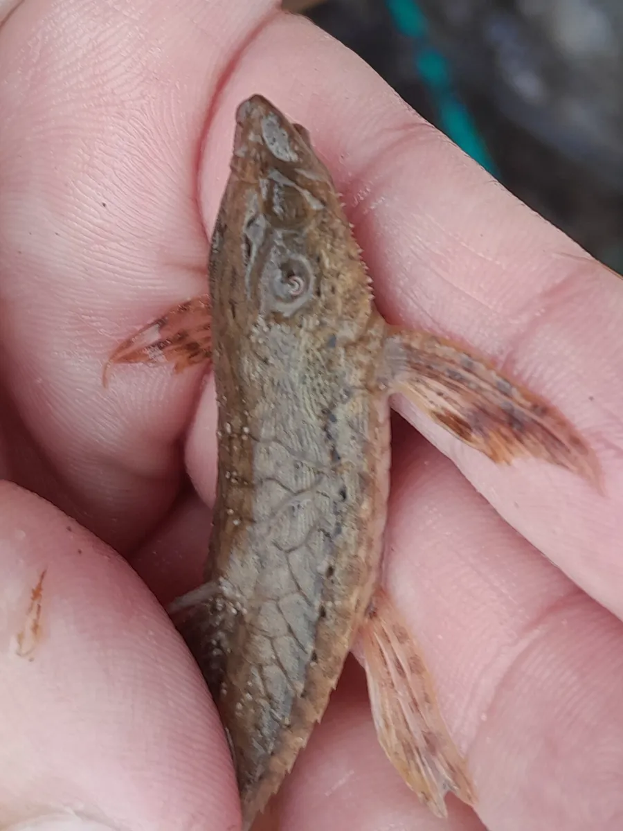 Rineloricaria (Rineloricaria spp.)
