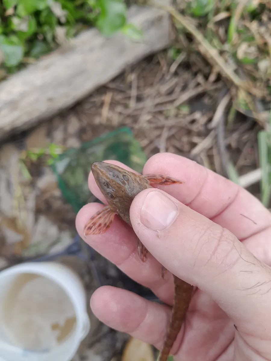Miniatura: Rineloricaria (Rineloricaria spp.)
