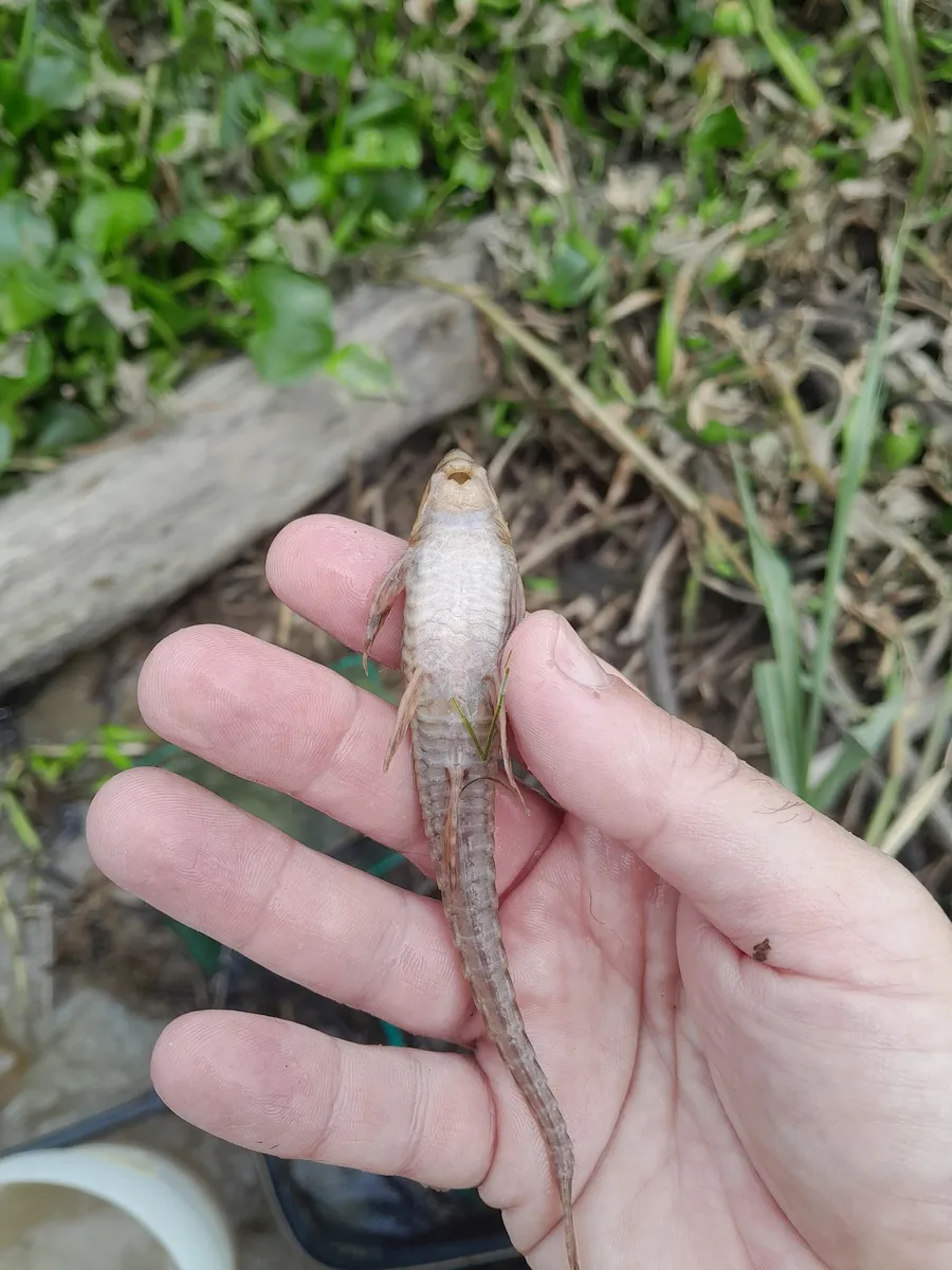 Miniatura: Rineloricaria (Rineloricaria spp.)