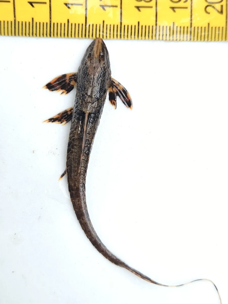 Miniatura: Rineloricaria (Rineloricaria spp.)
