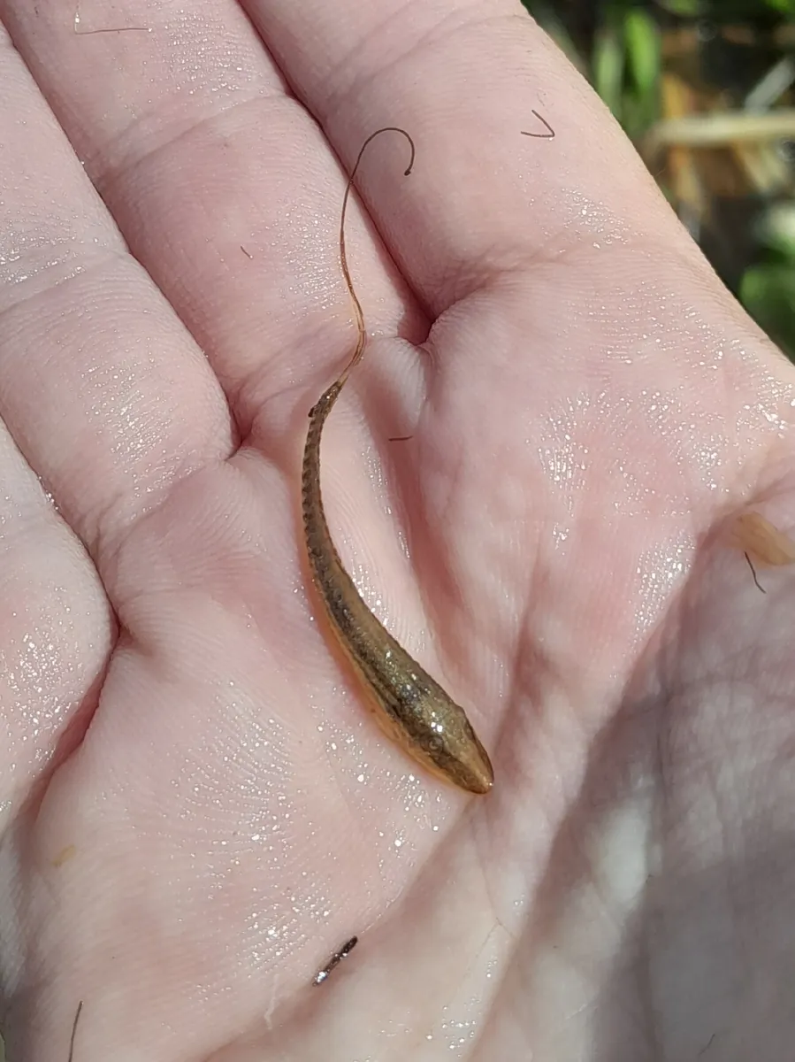 Sturisoma (Sturisoma spp.)