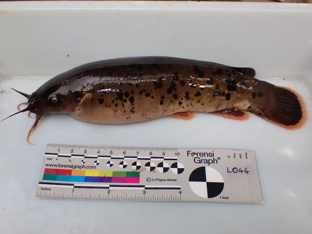 Miniatura: Malapterurus (Malapterurus spp.)