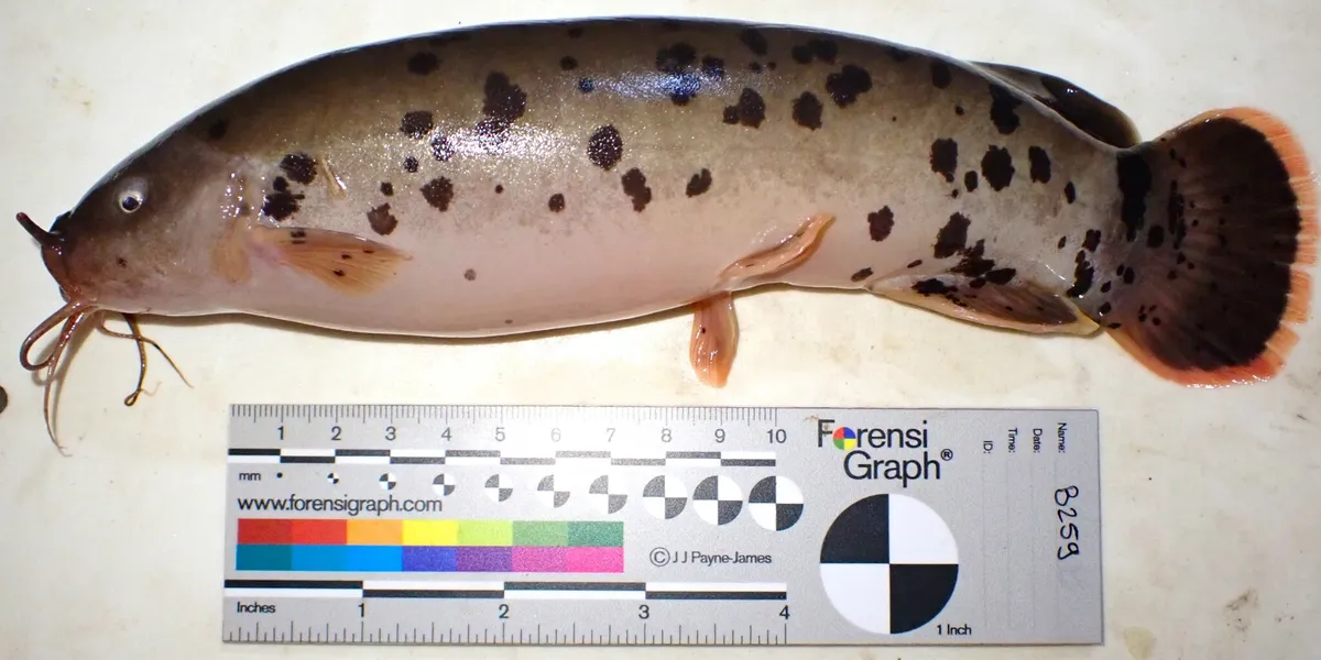 Miniatura: Malapterurus (Malapterurus spp.)
