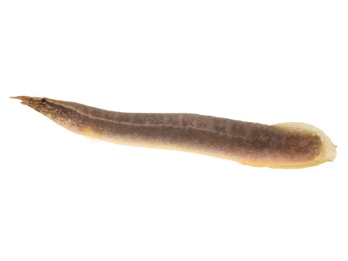 Mastacembelidi (Anguille spinose)