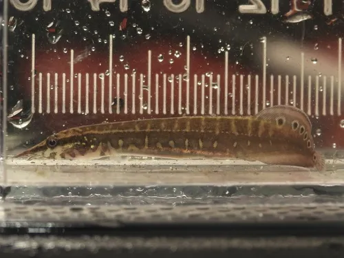 Miniatura: Macrognathus (Macrognathus spp.)