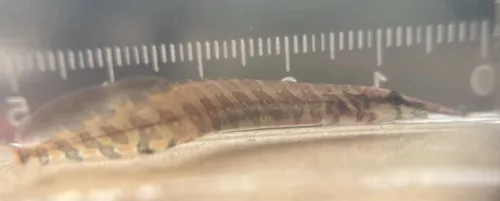 Miniatura: Macrognathus (Macrognathus spp.)