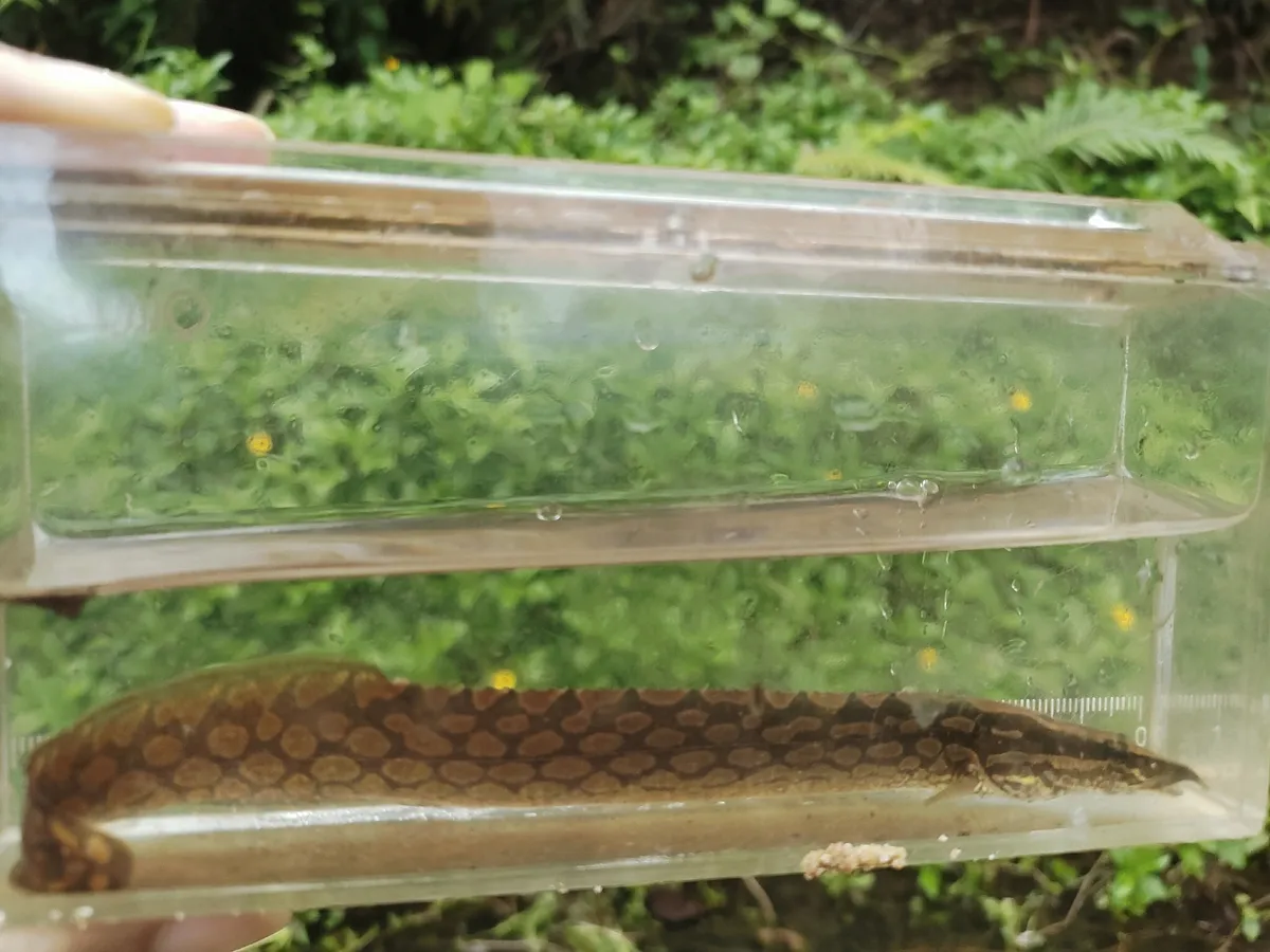 Mastacembelus (Mastacembelus spp.)