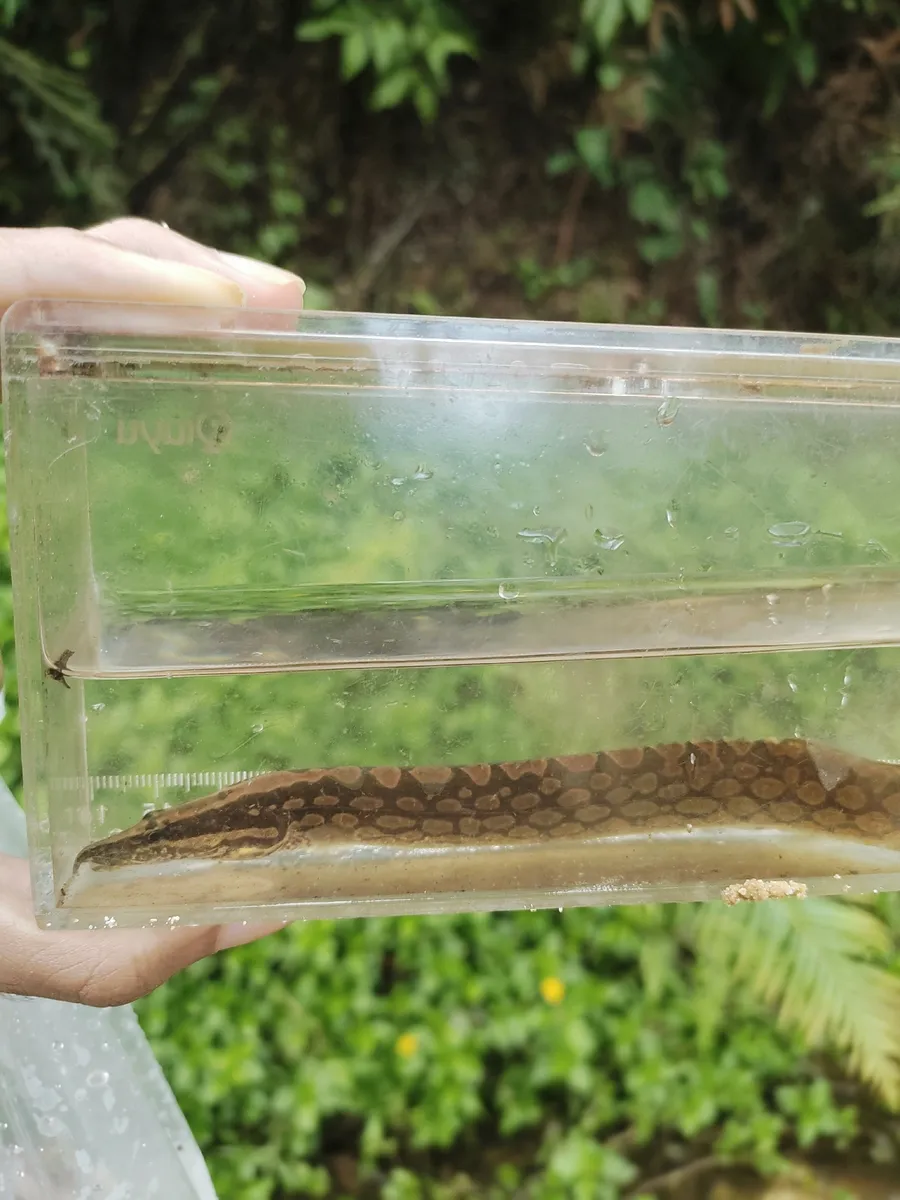 Miniatura: Mastacembelus (Mastacembelus spp.)