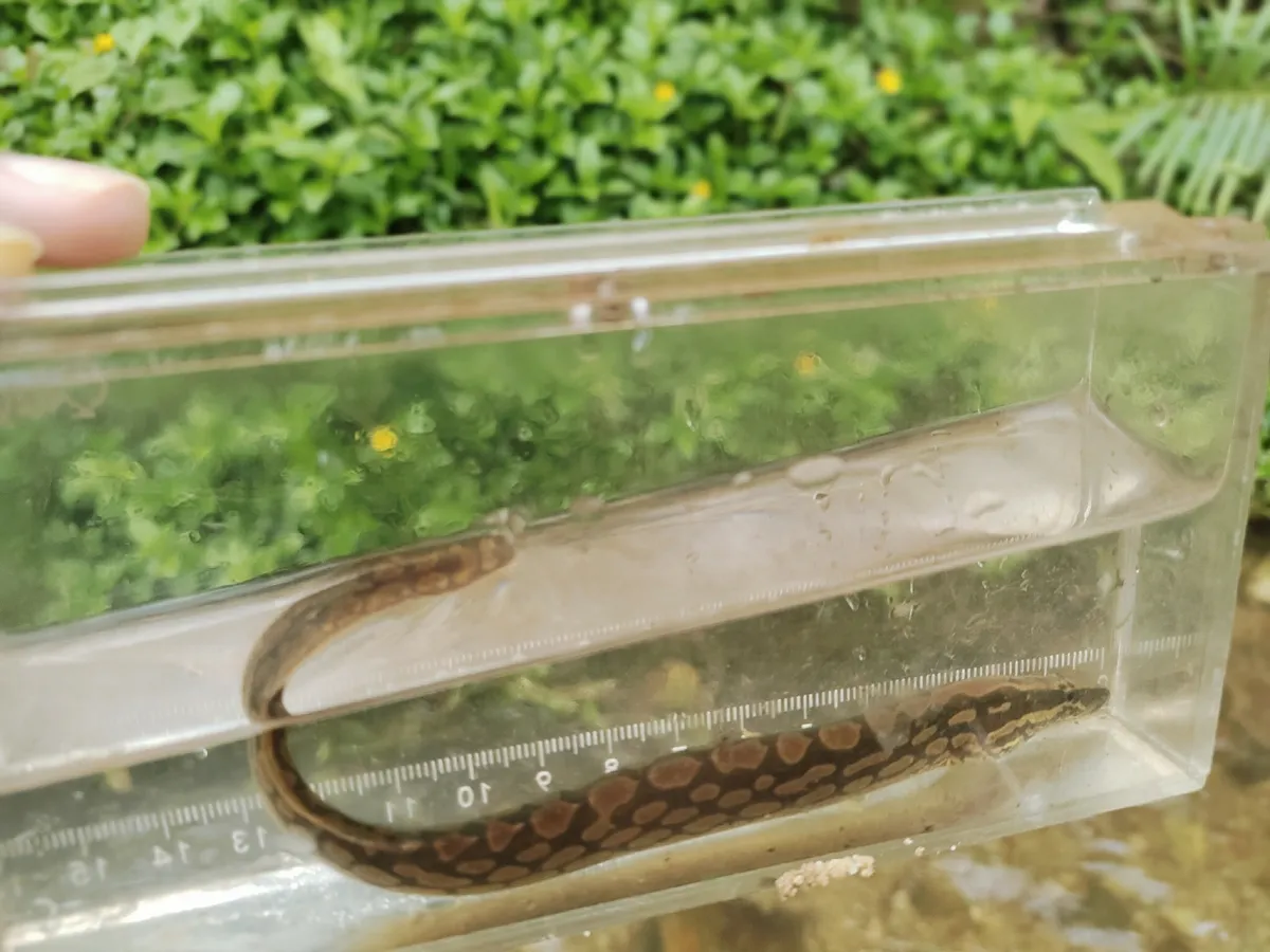 Miniatura: Mastacembelus (Mastacembelus spp.)