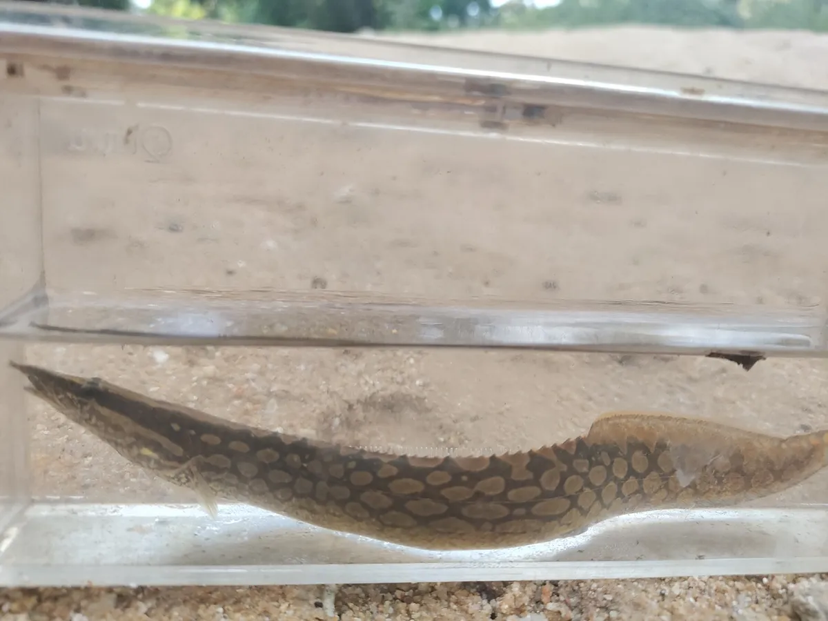 Miniatura: Mastacembelus (Mastacembelus spp.)