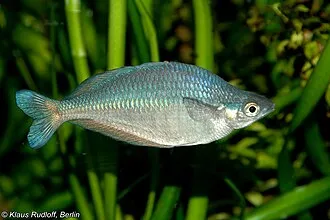 Melanotenidi (Pesci arcobaleno)