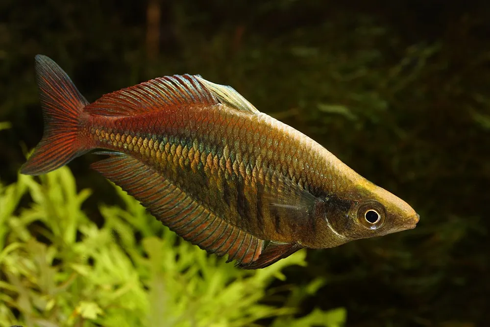 Miniatura: Chilatherina (Chilatherina spp.)