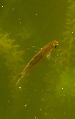 Glossolepis