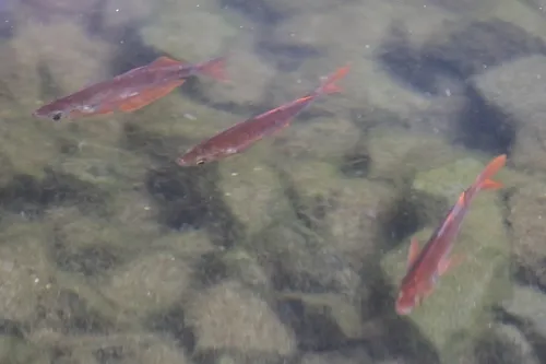 Miniatura: Glossolepis (Glossolepis spp.)