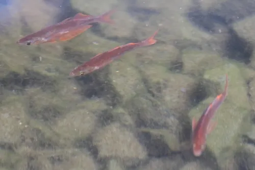 Miniatura: Glossolepis (Glossolepis spp.)