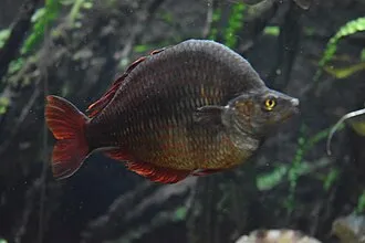 Miniatura: Glossolepis (Glossolepis spp.)