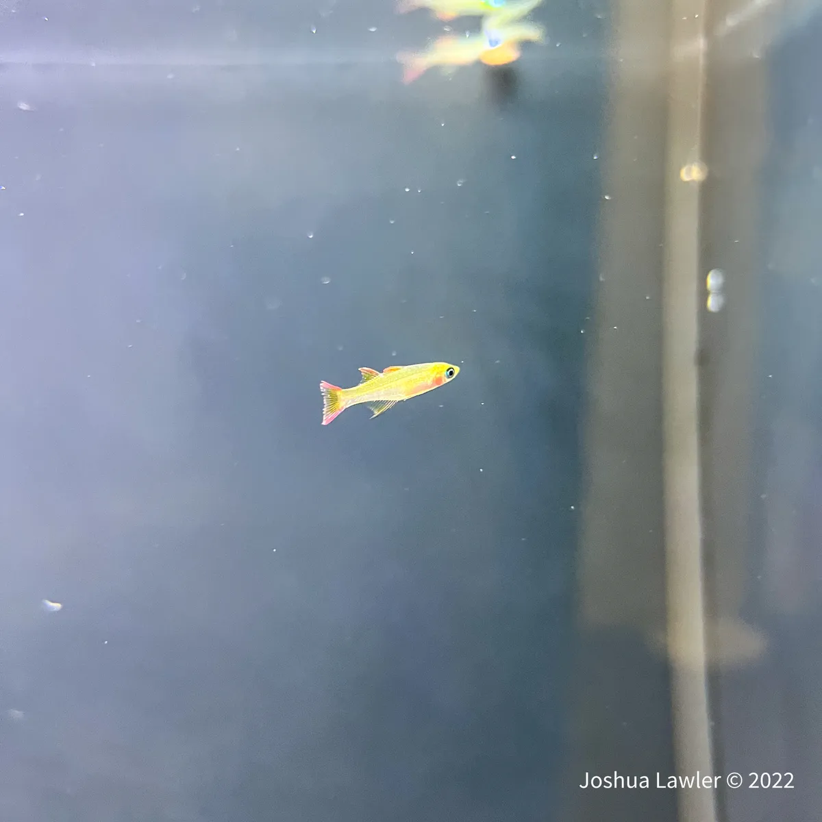 Miniatura: Iriatherina (Iriatherina spp.)